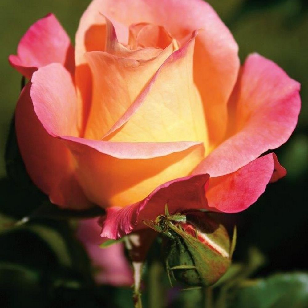 Bi-Colour Bush Rose 'Inspiration' 3Ltr Pot