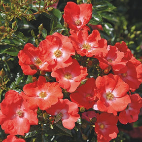Whartons 'Flower Carpet Sunset' Rose Plant 3Ltr Pot
