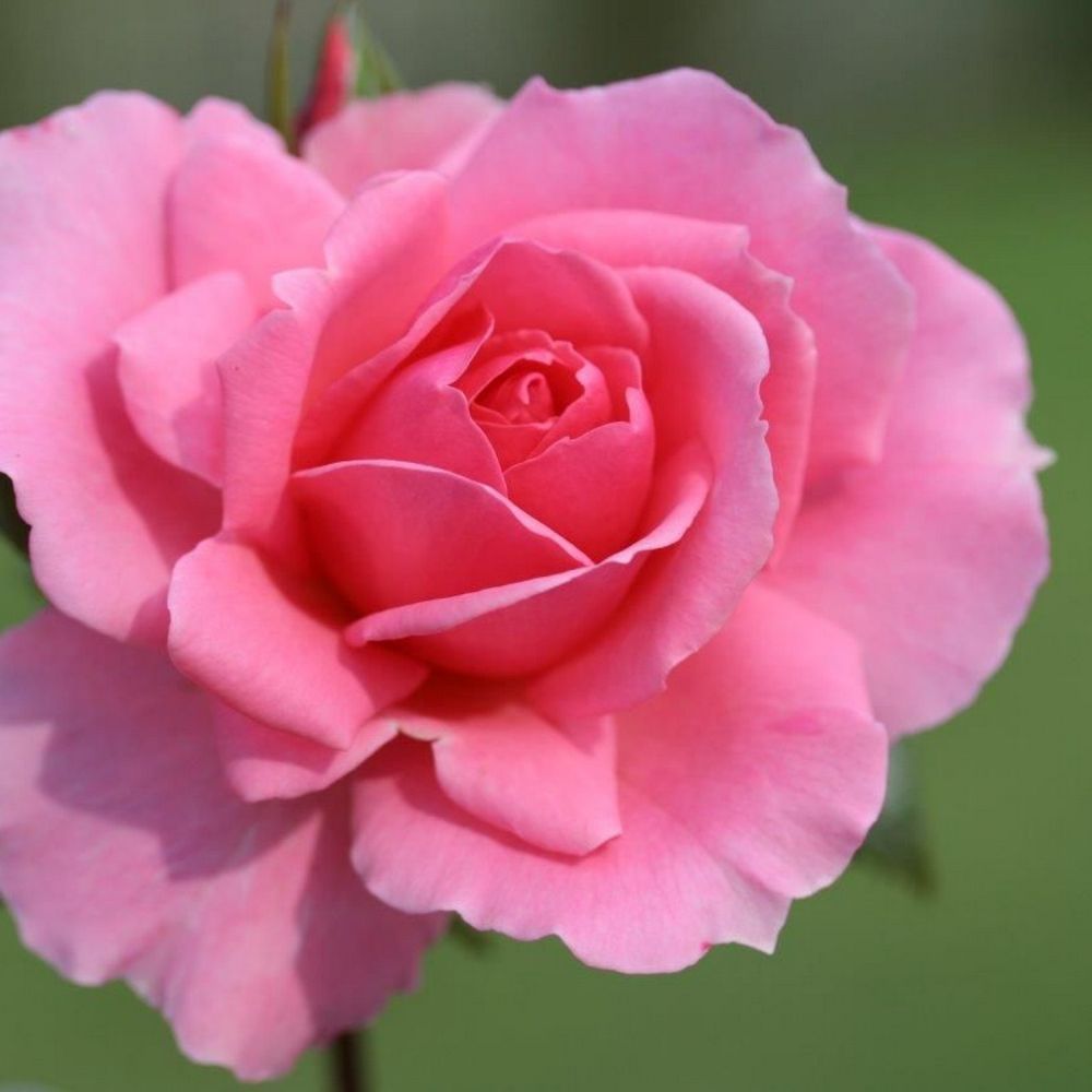 Whartons 'You're Beautiful' Floribunda Pink Rose Plant 3Ltr Pot