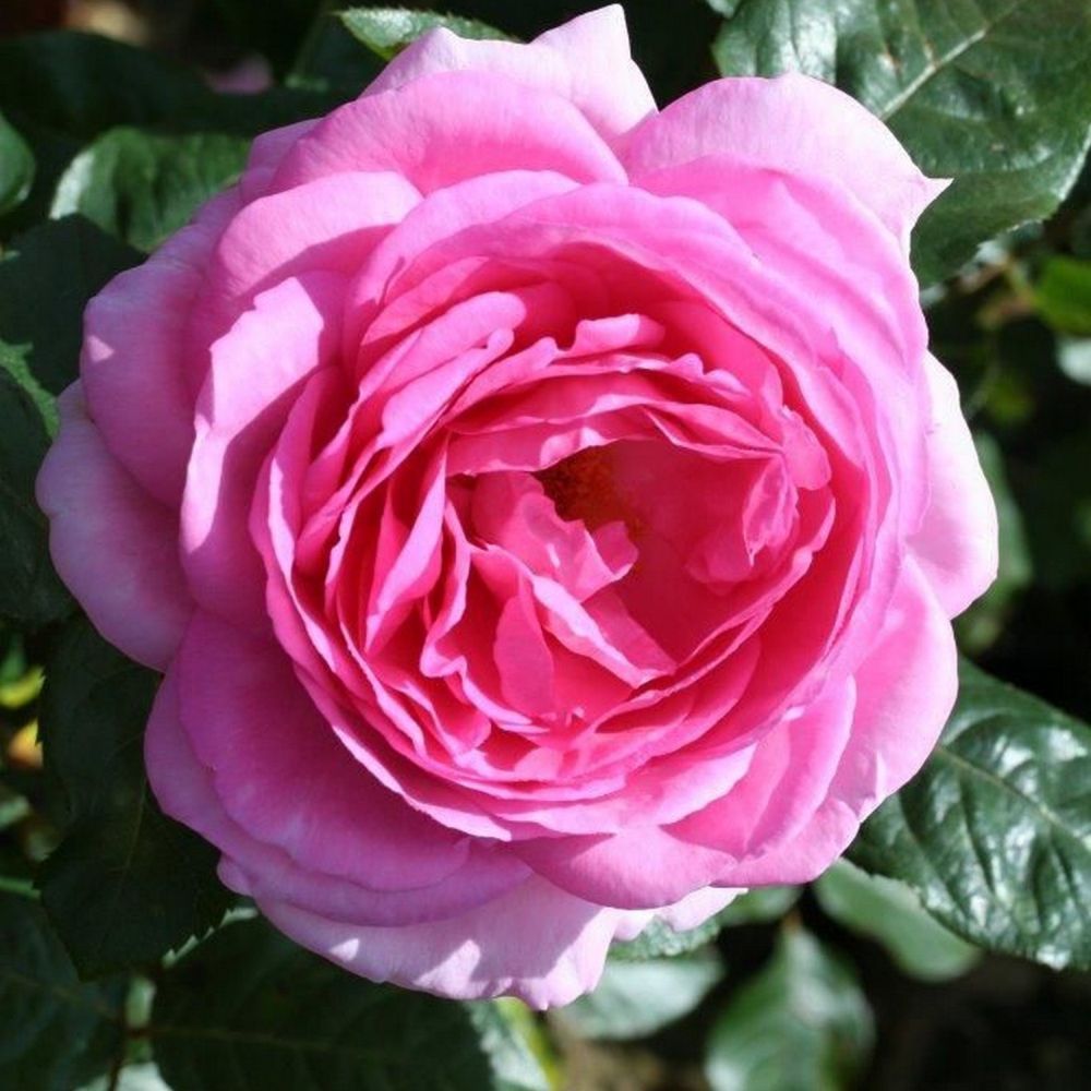 Whartons 'Mum In A Million' Hybrid Tea Pink Bush Rose Plant 4 Ltr Decorative Pot