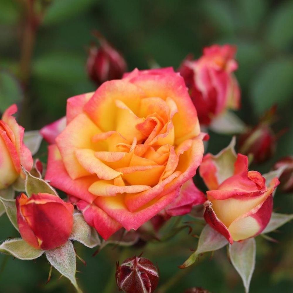 Orange Patio Rose 'Little Sunset' 3Ltr Pot