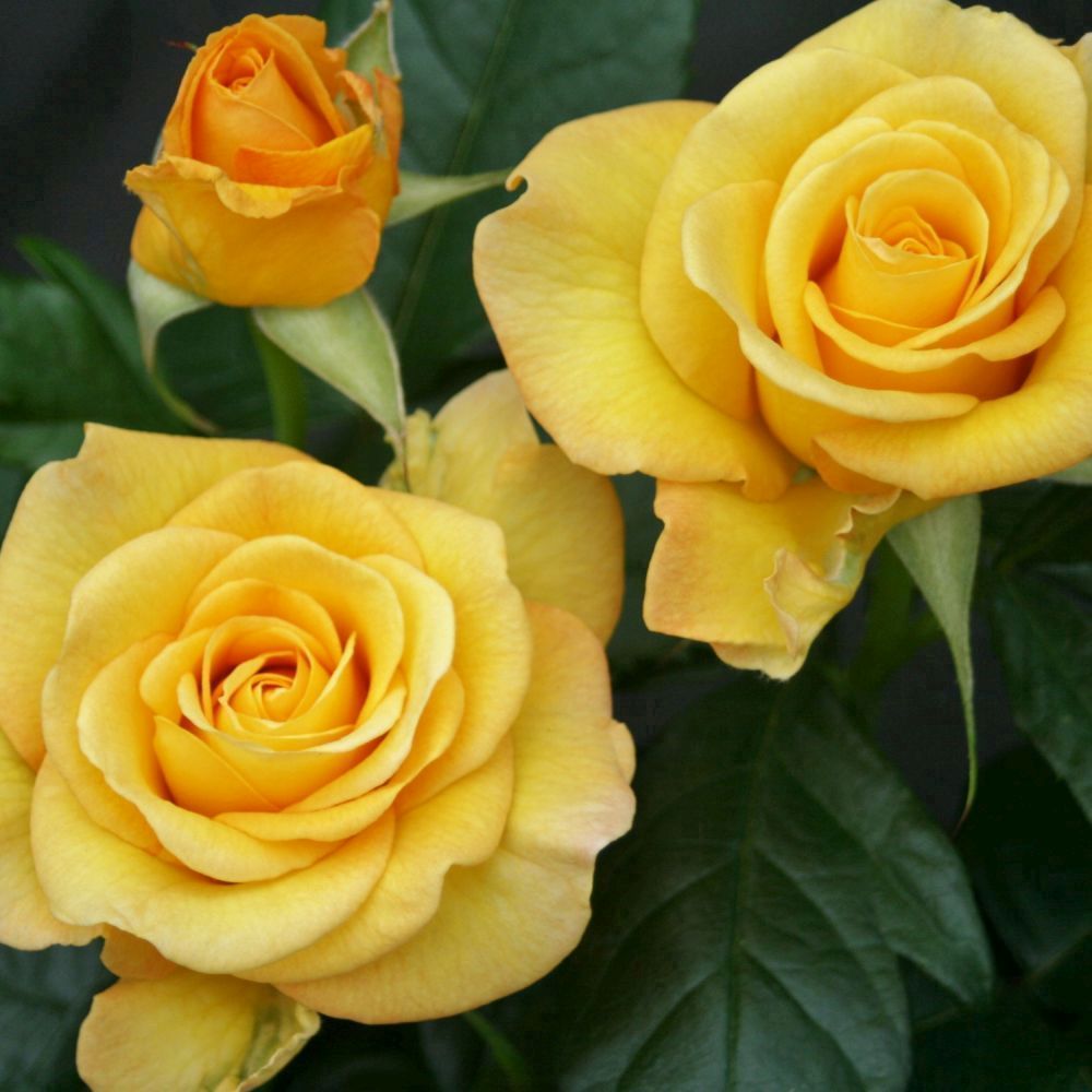 Whartons 'Happy Golden Wedding' Floribunda Rose Plant 3Ltr Pot