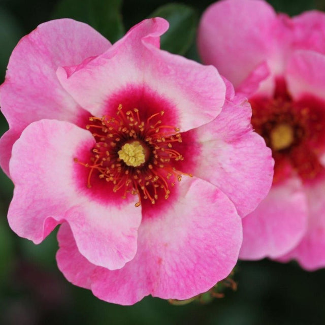 Pink Floribunda Bush Rose 'Bright As A Button' 3Ltr Pot