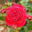 Whartons 'Cherry Girl' Red Floribunda Rose 3Ltr Pot
