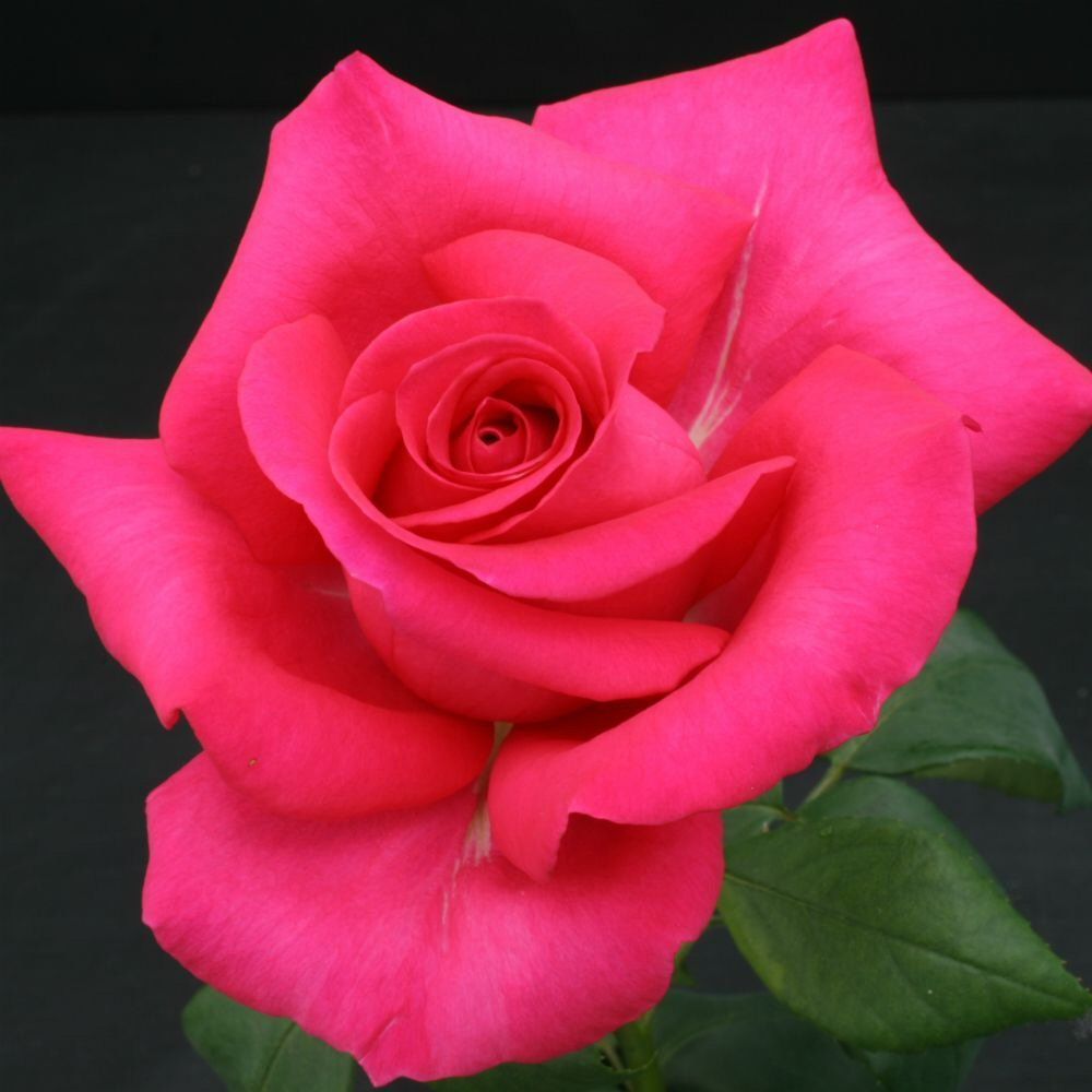 Whartons 'All My Loving' Hybrid Tea Pink Rose 3Ltr Pot