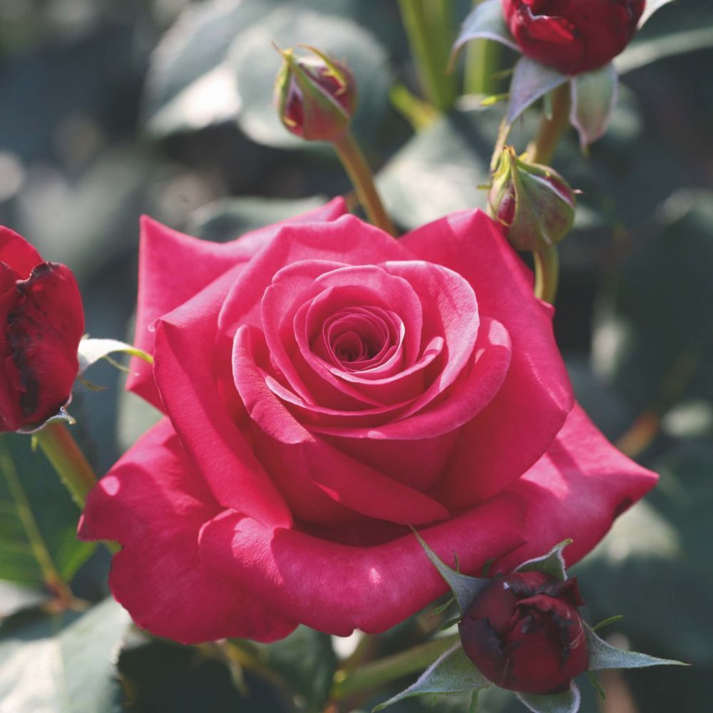 Whartons 'Timeless Charisma' Hybrid Tea Red Bush Rose Plant 3Ltr Pot