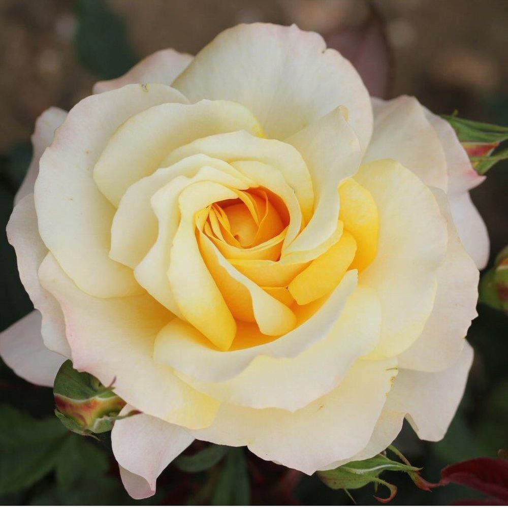 Cream Hybrid Tea Rose 'Sunny Sky' 3Ltr Pot