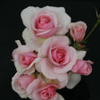 Pink Floribunda Rose 'Let There Be Love' 3Ltr Pot
