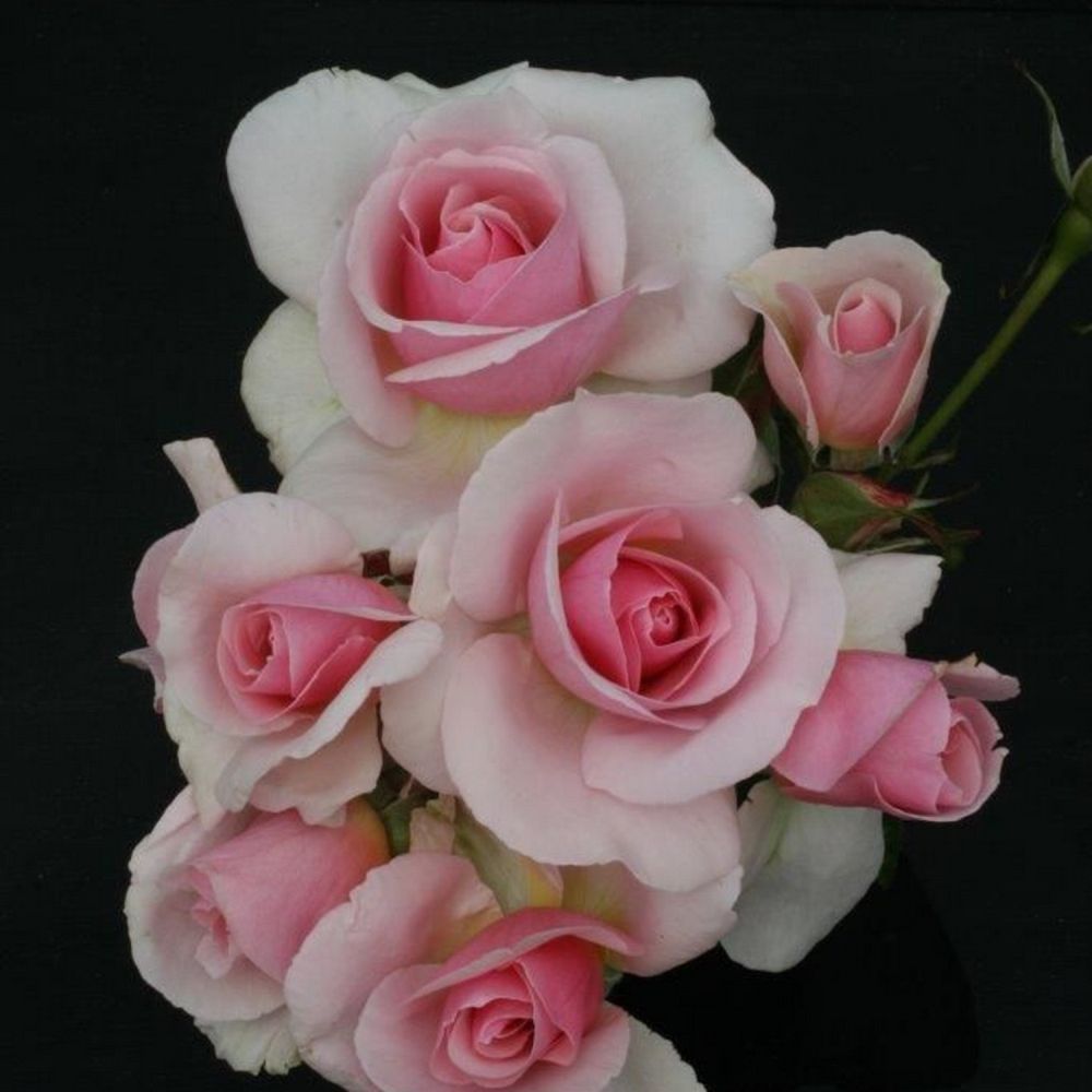 Pink Floribunda Rose 'Let There Be Love' 3Ltr Pot