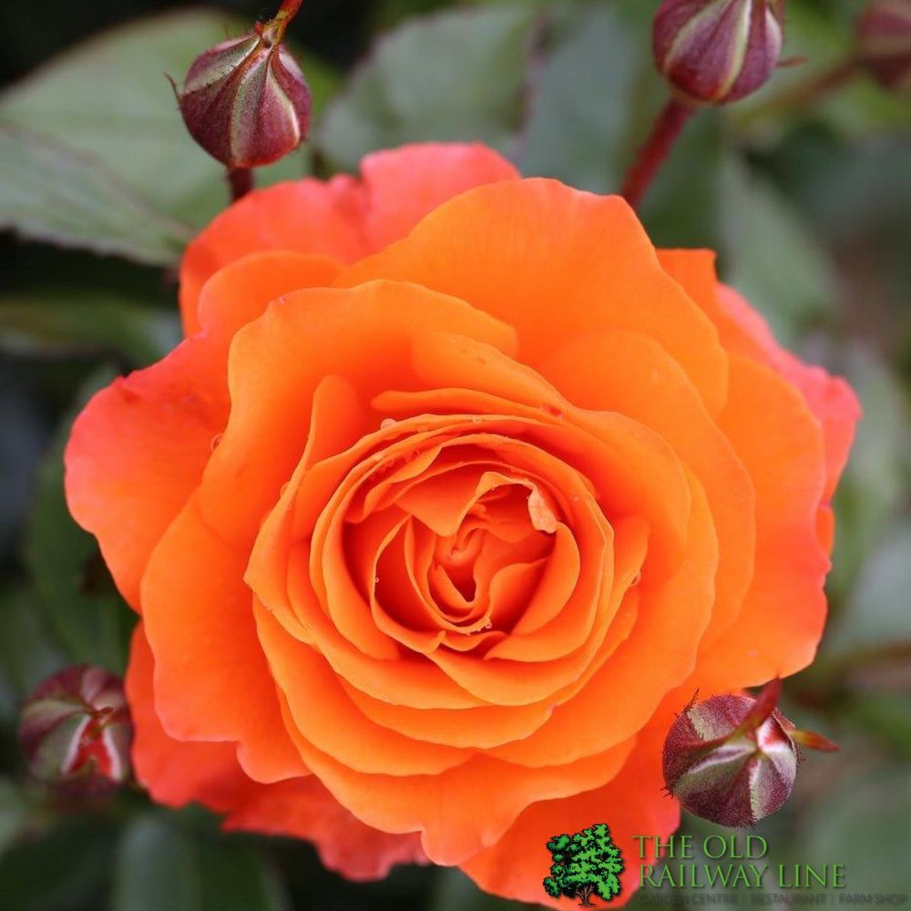 Orange Floribunda Rose 'For You With Love' 3Ltr Pot