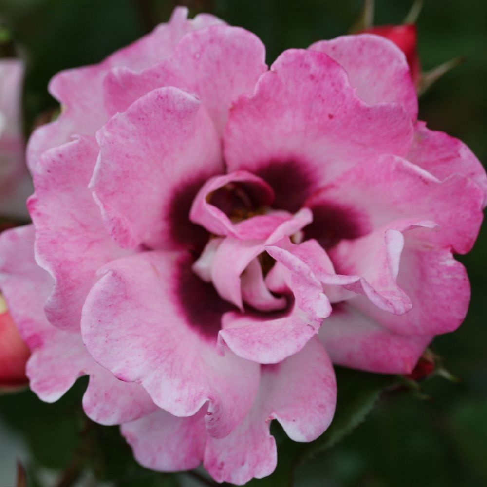 Pink Floribunda Rose 'Angel Eyes' 3Ltr Pot