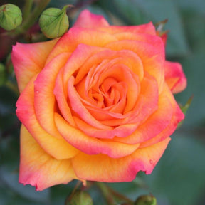 Yellow Climbing Rose 'Redova' 4Ltr Pot
