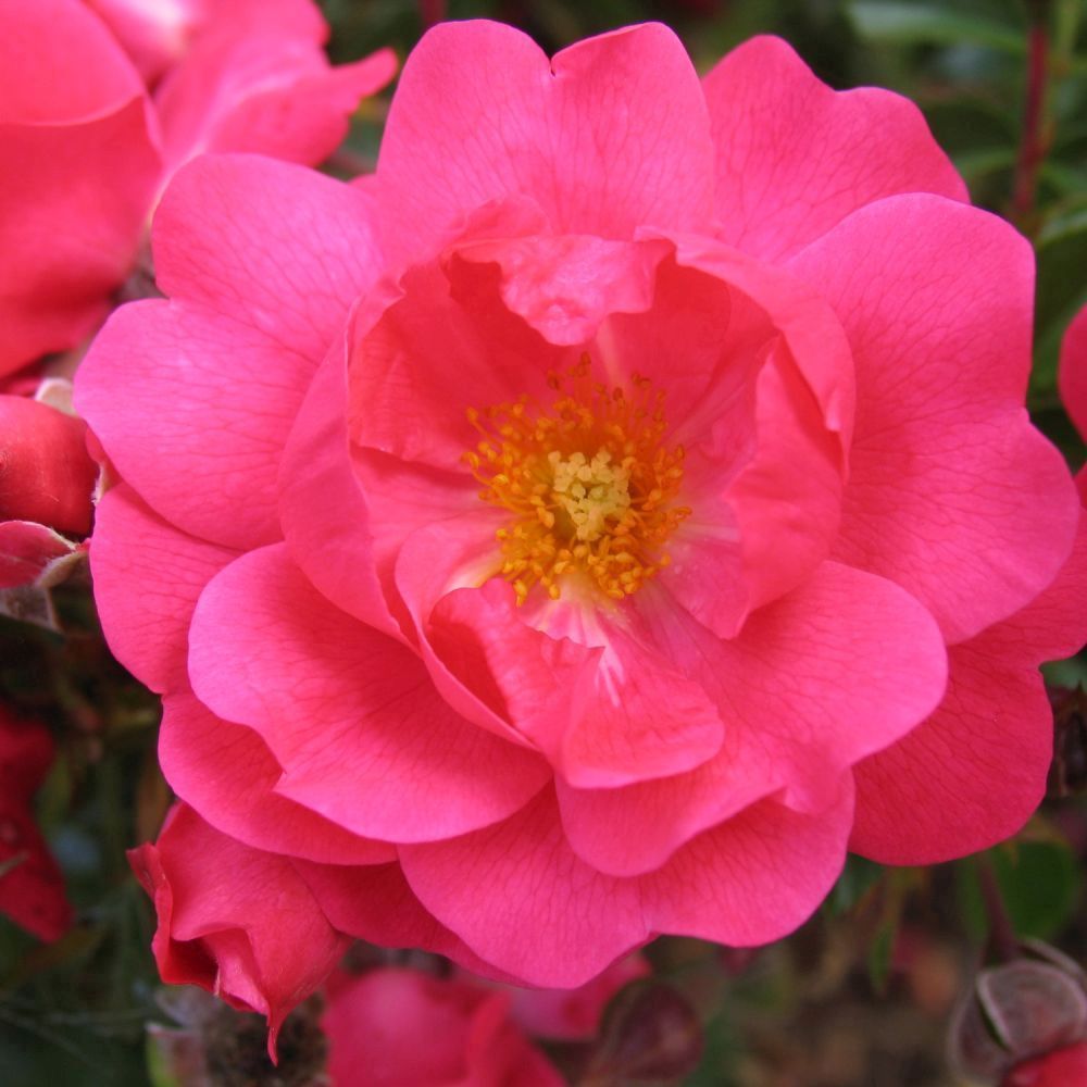 Whartons 'Pink Supreme' Carpet Rose Plant 3Ltr