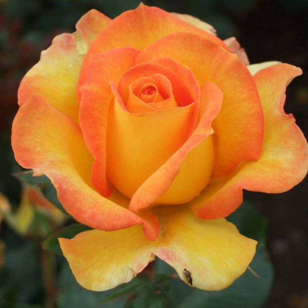 Whartons 'Happy Birthday' Hybrid Tea Yellow Rose 3Ltr Pot