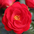Whartons 'Lots of Kisses' Patio Rose Plant 3Ltr