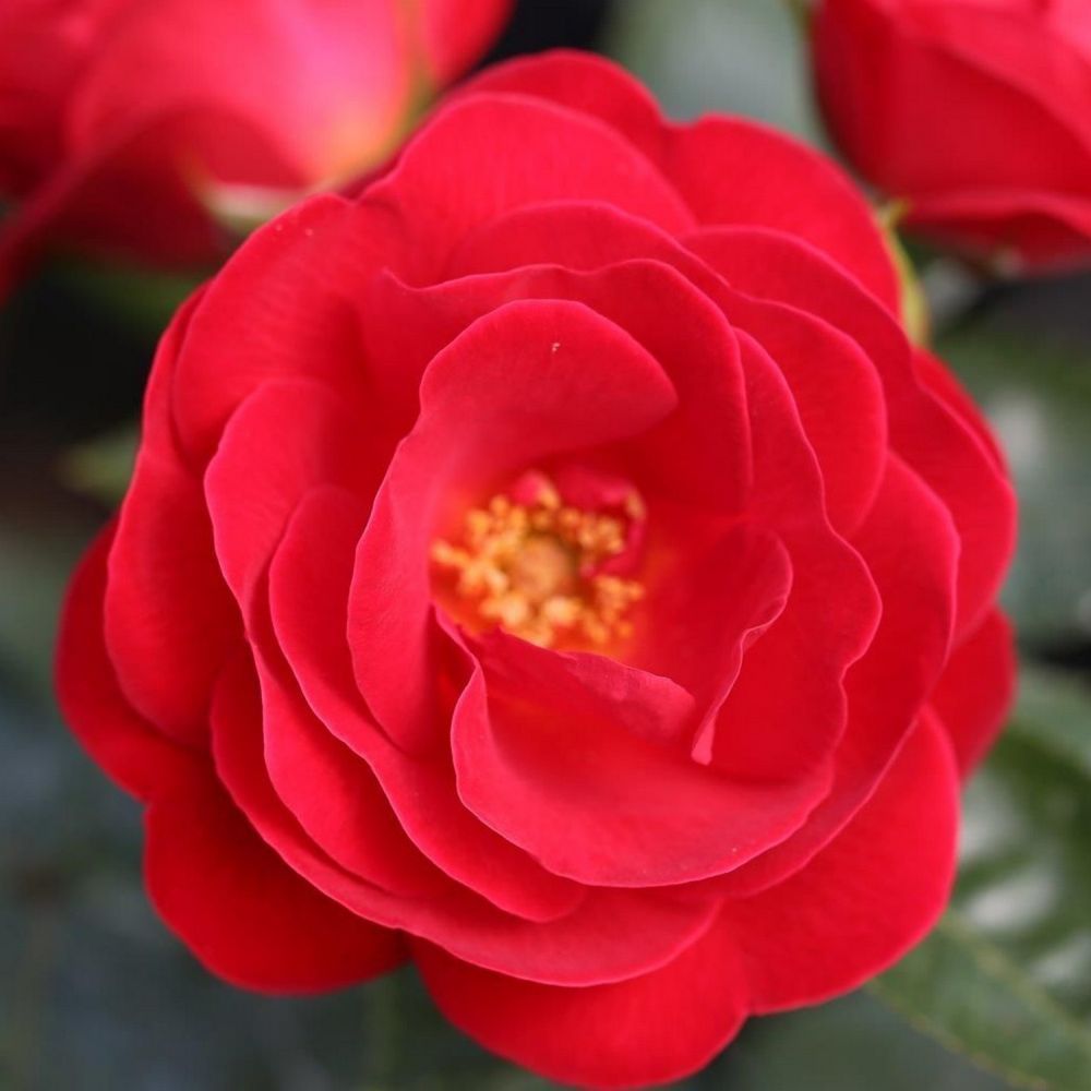 Whartons 'Lots of Kisses' Patio Rose Plant 3Ltr