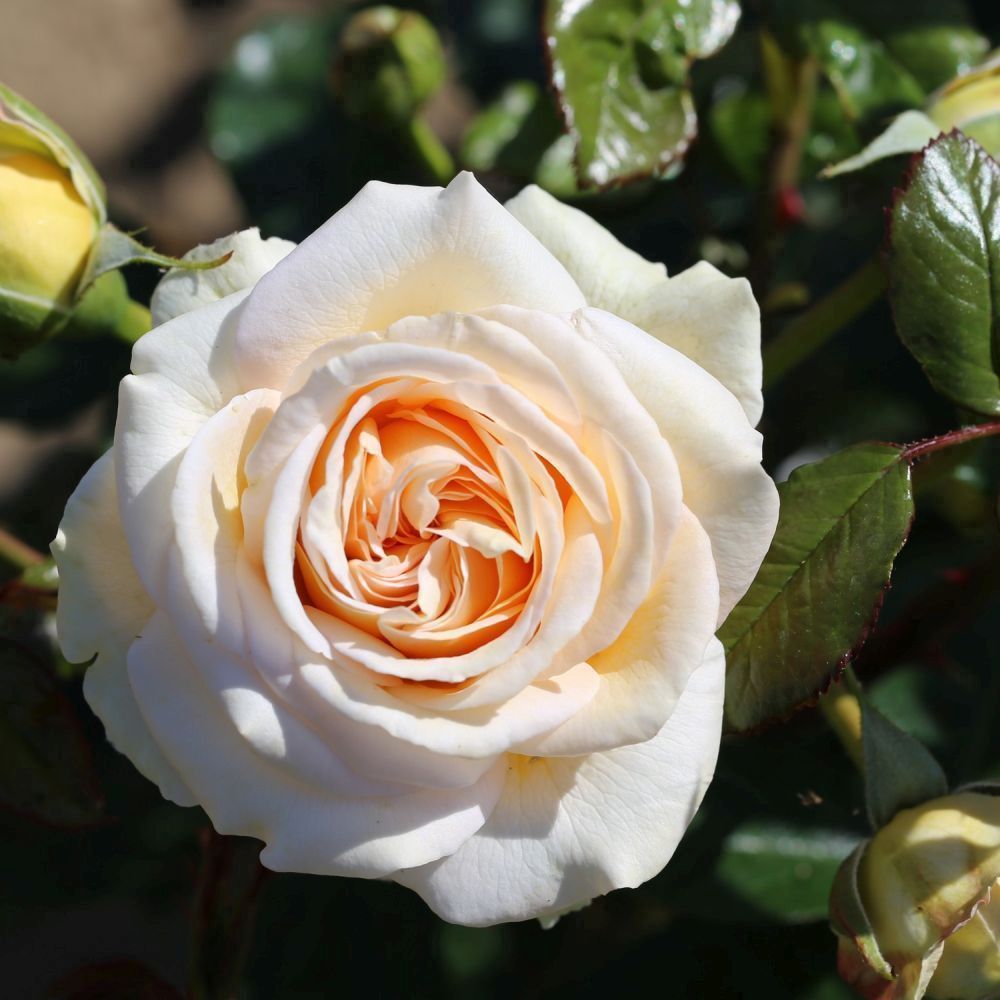 Whartons 'Timeless Cream' Hybrid Tea Cream Bush Rose Plant 3Ltr