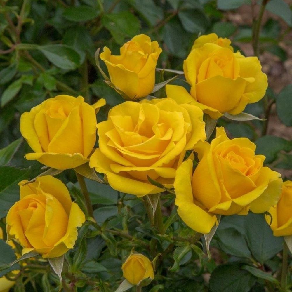 Yellow Floribunda Bush Rose 'Grandma's Rose' 3Ltr Pot