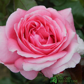 Whartons 'Special Anniversary' Pink Climbing Rose 4 Ltr Pot