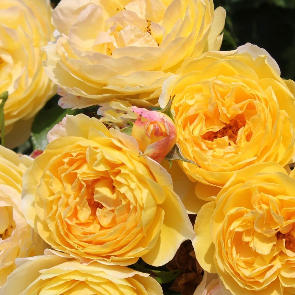 Whartons 'Belle de Jour' Floribunda Yellow Rose Plant 3Ltr Pot