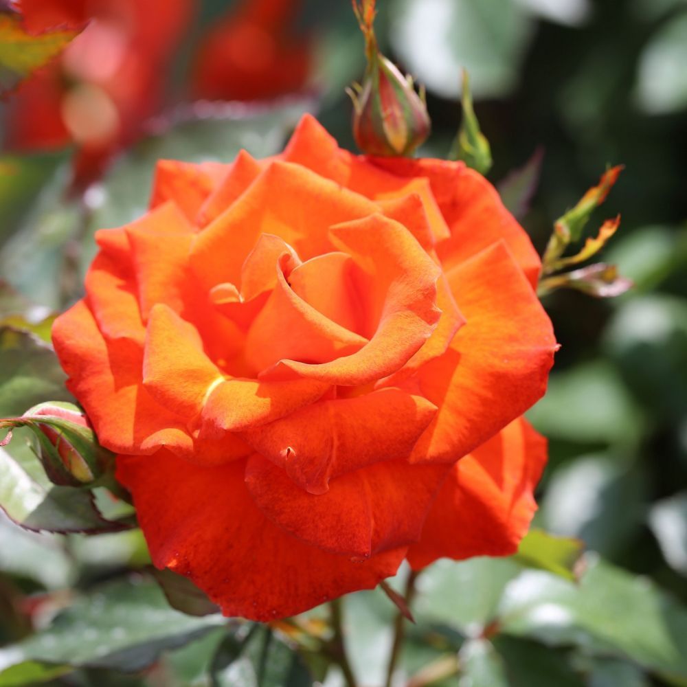 Orange Floribuna Rose 'Burning Desire' 3Ltr Pot