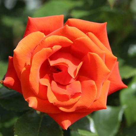Whartons 'One Love' Floribunda Orange Patio Rose 3Ltr Pot