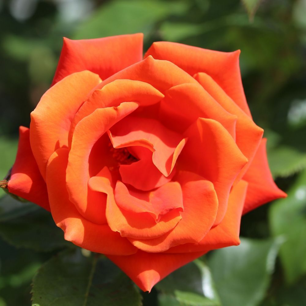 Whartons 'One Love' Floribunda Orange Patio Rose 3Ltr Pot