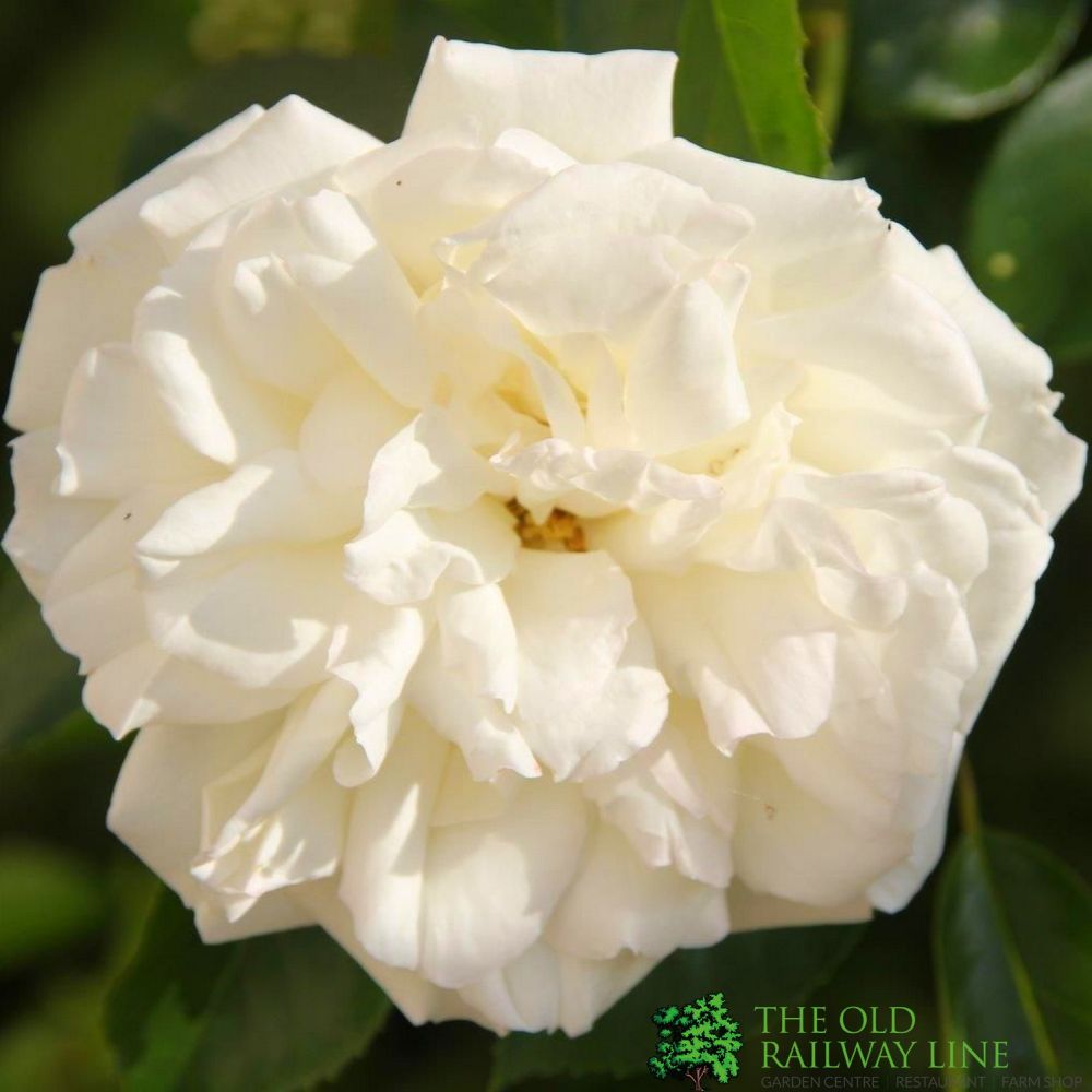 White Floribuna Bush Rose 'Diamond Dad' 3Ltr Pot