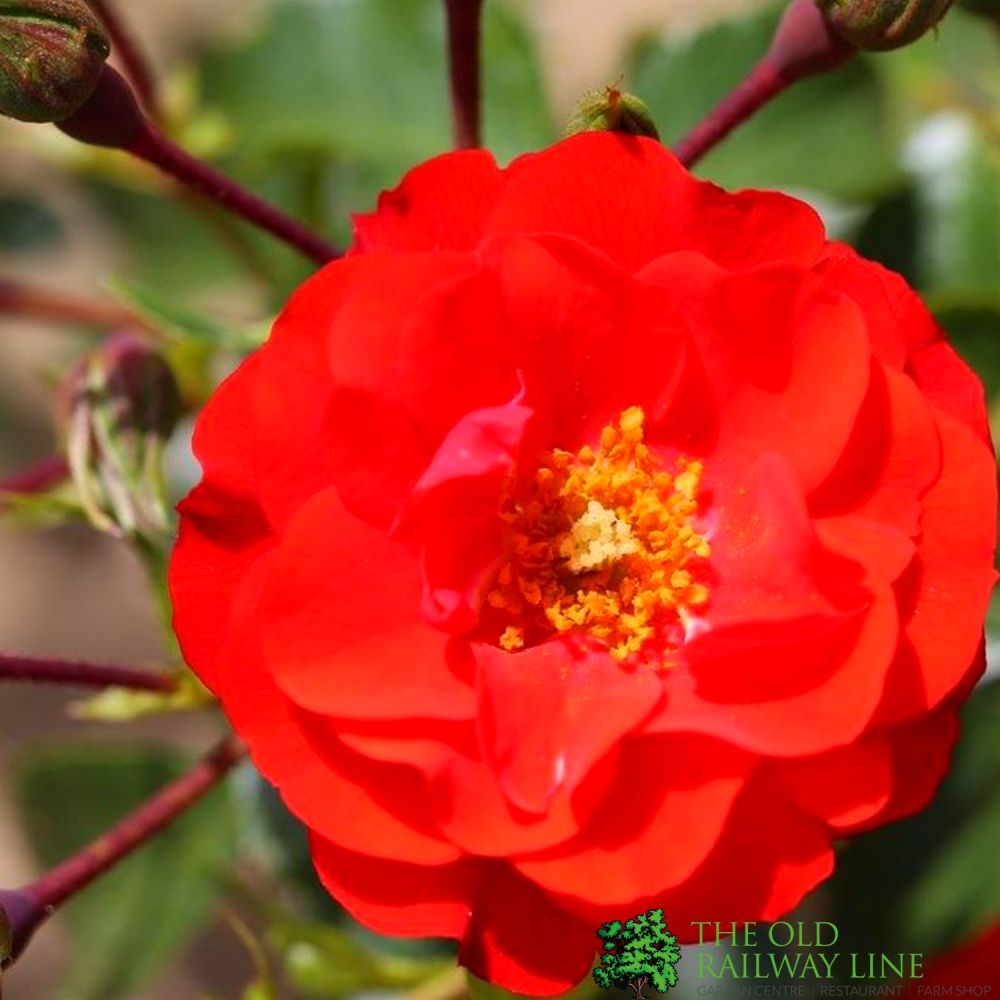 Red Floribunda Bush Rose 'Grandpas Rose' 3Ltr Pot