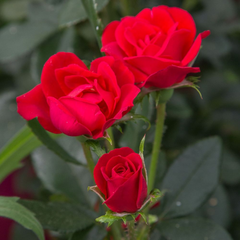 Red Patio Rose 'Zepeti' 3Ltr Pot