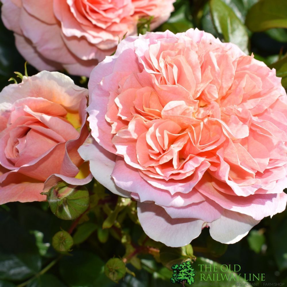 Whartons 'It's a Wonderful Life' Peach Floribunda Rose 3Ltr Pot