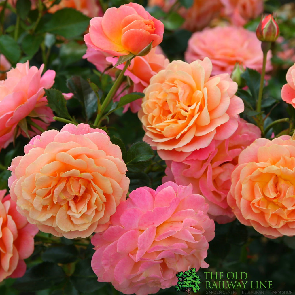 Whartons 'Peach Melba' Peach Climbing Rose 3Ltr Pot