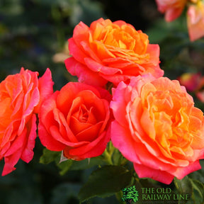 Whartons 'Volcano' Orange Bush Rose 3Ltr Pot