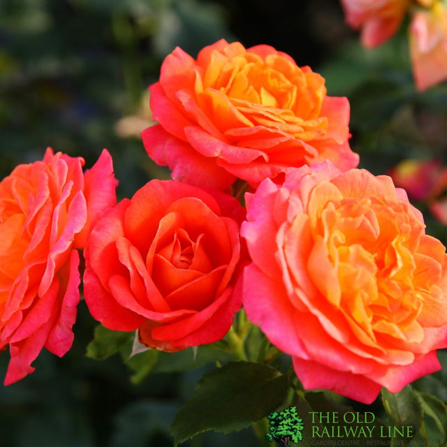 Whartons 'Volcano' Orange Bush Rose 3Ltr Pot