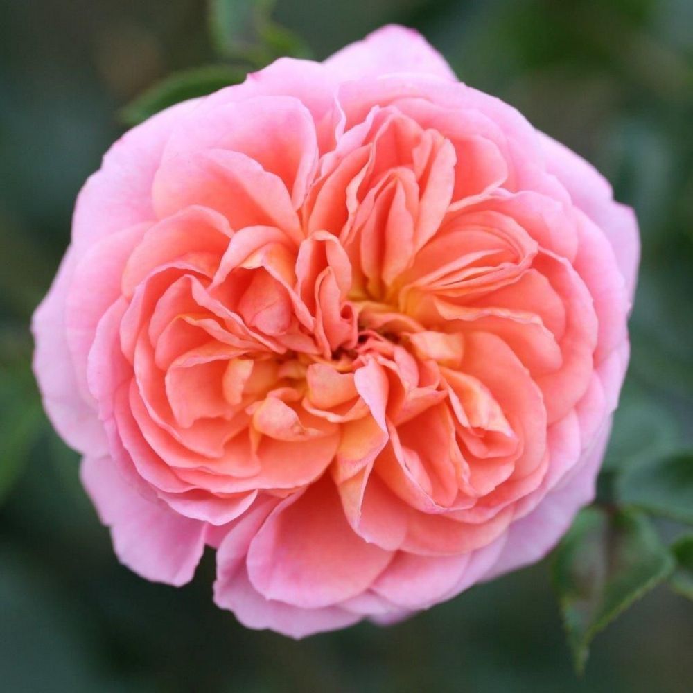 Apricot Climbing Rose 'Pirouette' 4Ltr P{ot