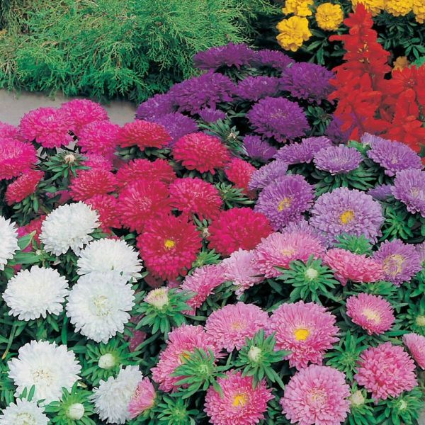 Mr Fothergill's Aster Colour Carpet Mixed Seeds