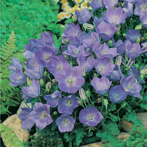 Mr Fothergill's Campanula Blue Seeds