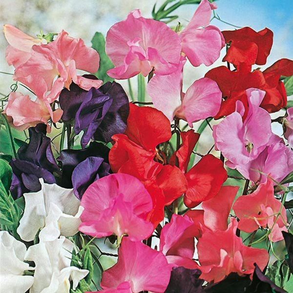Mr Fothergill's Tall Mixed Sweet Pea Seeds