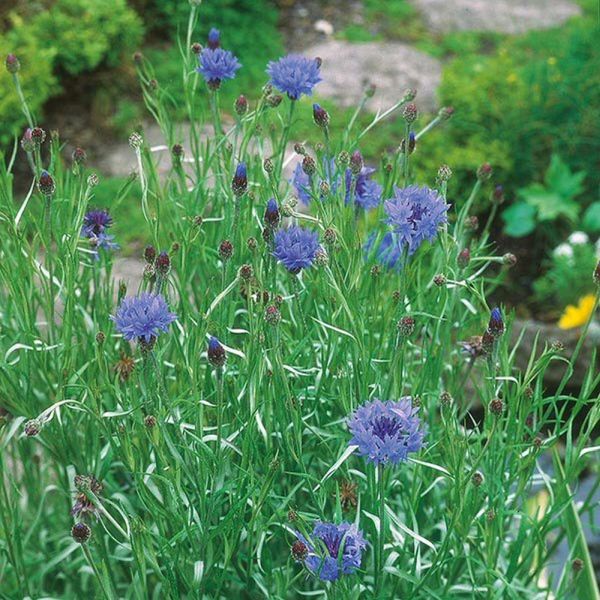 Mr Fothergill's Wild Cornflower Seeds