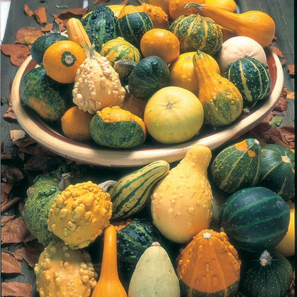 Mr Fothergill's Gourd Ornamental Mixed Seeds