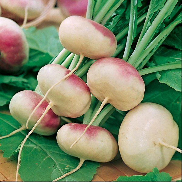 Mr Fothergill's Turnip Purple Top Milan Seeds