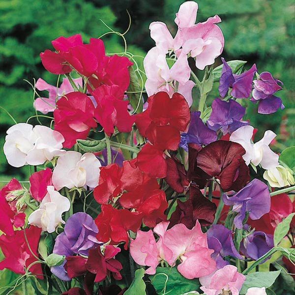 Mr Fothergill's Bouquet Mixed Sweet Pea Seeds
