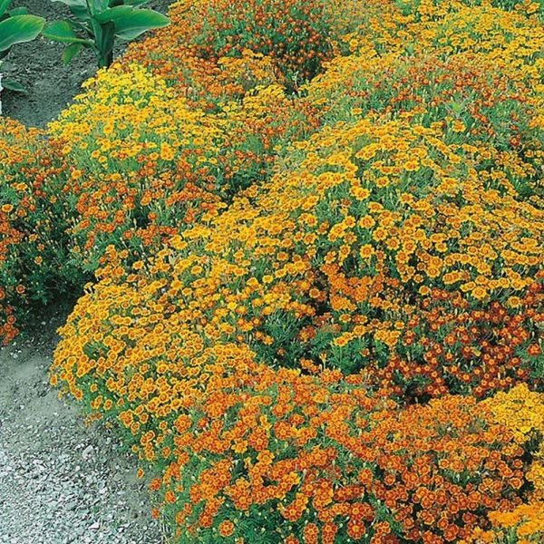 Mr Fothergill's Tagetes 'Starfire' Mixed Seeds