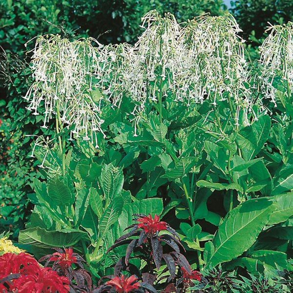 Mr Fothergill's Nicotiana Sylvestris Seeds