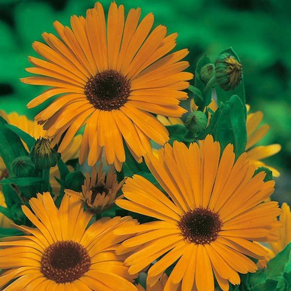 Mr Fothergill's Calendula Pot Marigold 'Nova' Seeds