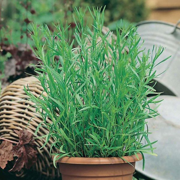 Mr Fothergill's Tarragon Russian Seeds -