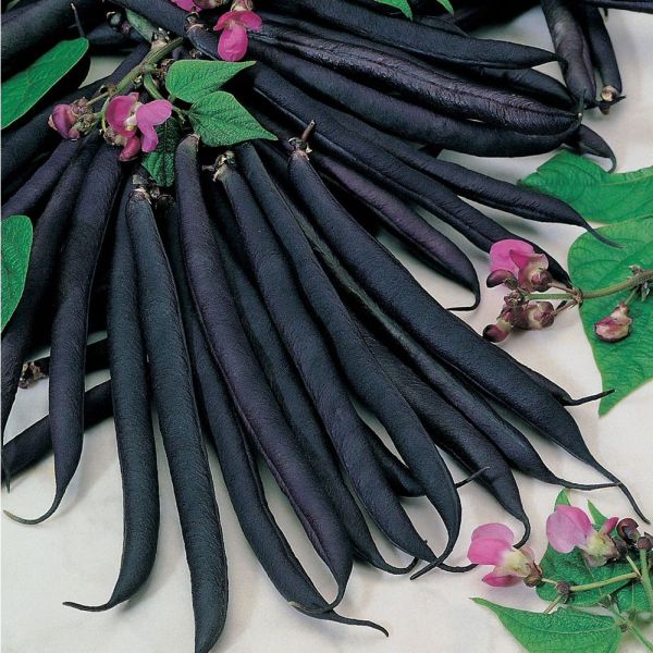Mr Fothergill's Dwarf French Bean Purple Queen Seeds