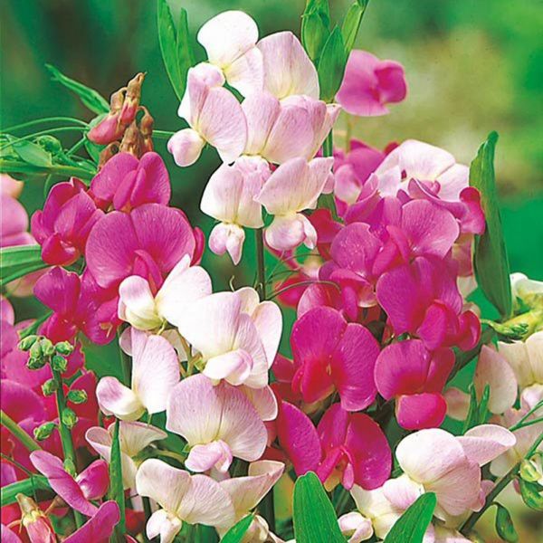 Mr Fothergill's Everlasting Mixed Sweet Pea Seeds