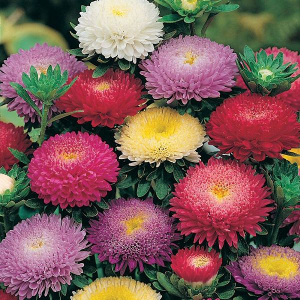 Mr Fothergill's  Aster Pompon Mixed