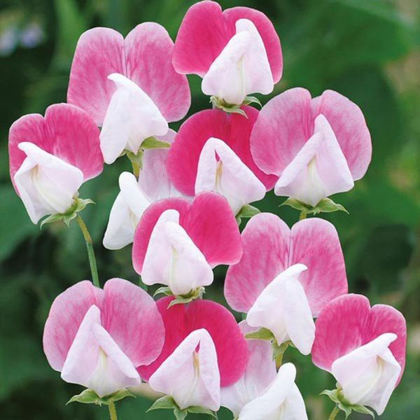 Mr Fothergill's Painted Lady Sweet Pea Seeds